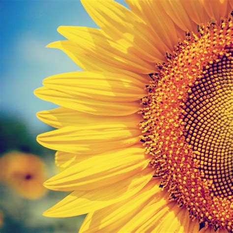 Girasol Sunflower Wallpaper Sunflower Pictures Sunflower