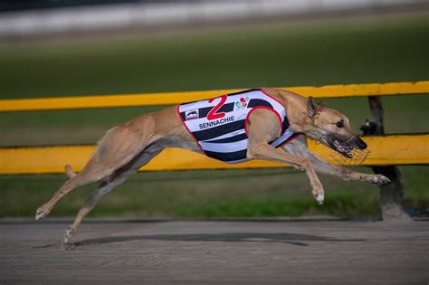 Albion Park Greyhound Track In Brisbane Australia