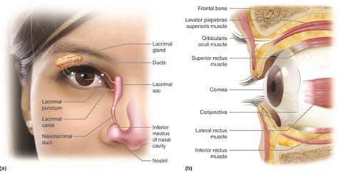 Special Senses Vision Anatomy And Physiology I Course Hero