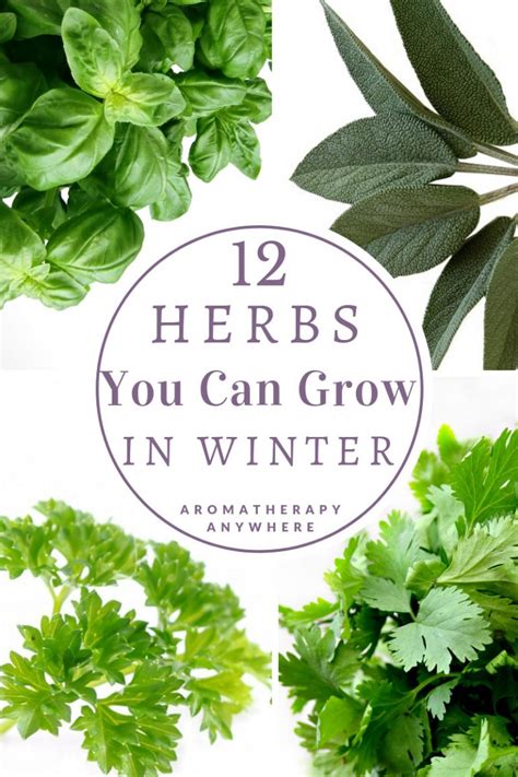 You Dont Have To Fall Back On Dried Herbs In Winter Weve Put