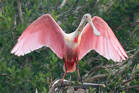 What The Heck Is That Bizarre Pink Bird Showing Up In Nj