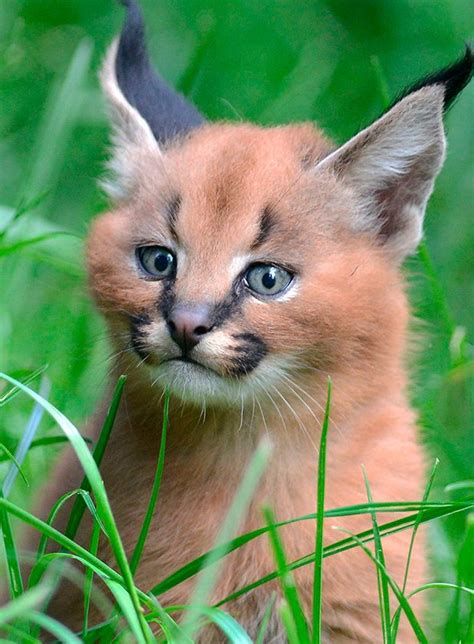 Caracal Kittens Born At Dvur Kralove Zoo Czech Republic 01 Jul 2015