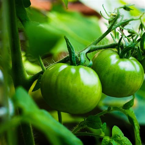 Fertilizing Tomato Plants How To Give Tomatoes Perfect Power