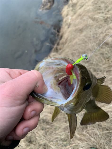 First Fish Of The Year And Its A Smallie Crappie Jigs Are My Favorite