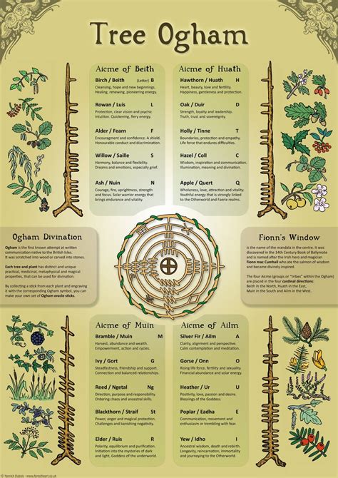 Tree Ogham Ecofriendly A3 Print Wall Art Poster Infographic