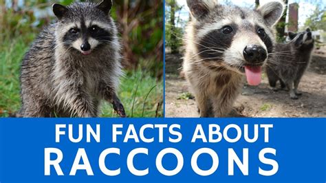 Interesting Facts About Raccoons Cute Animal Video For School