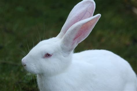 Rabbit White Ears Big Humane · Free Photo On Pixabay