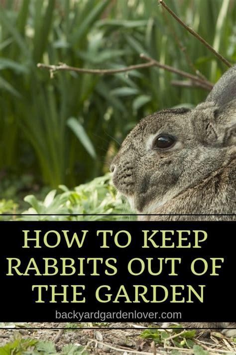 Sep 21, 2017 · keep rabbits away from your flowers by adding spices such a pepper or cayenne pepper. How To Keep Rabbits Out Of The Garden - 9 Easy Ways