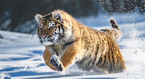 Siberian Tiger Running Through Snow Natureismetal