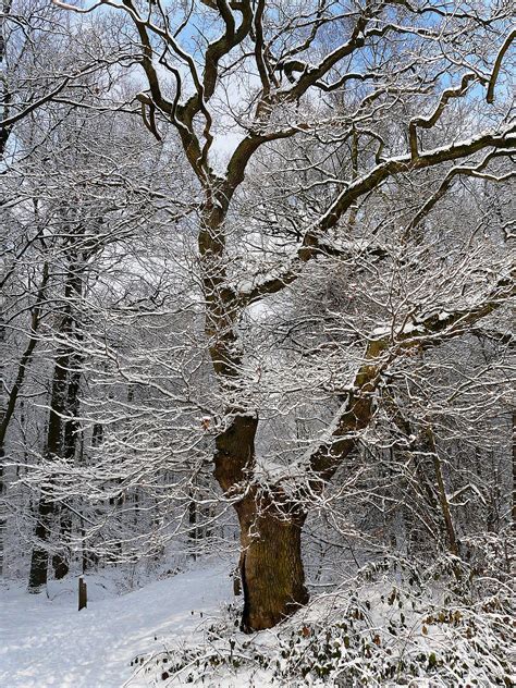 Free Images Tree Forest Branch Snow Cold Winter Leaf Flower
