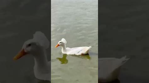 Duck With Afro Youtube