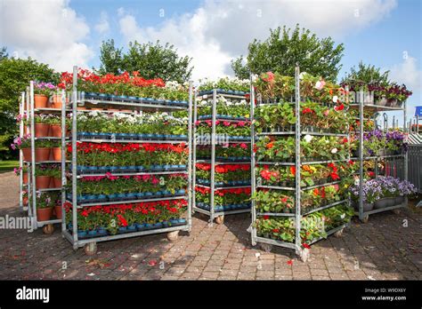 Wholesale Potted Garden Centre Plants Shrubs And Flowers On Trolley