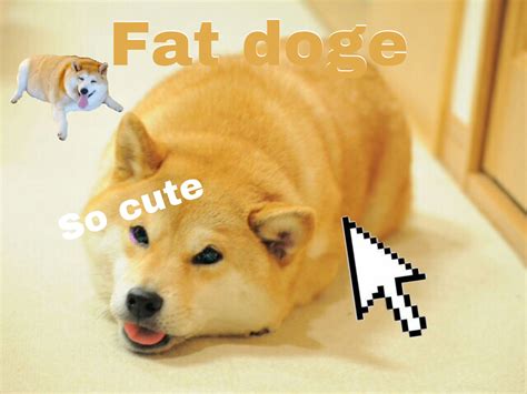 Fat Doge Meme Doge Fat Shiba Inu Apsgeyser The Meme Experts Suppose