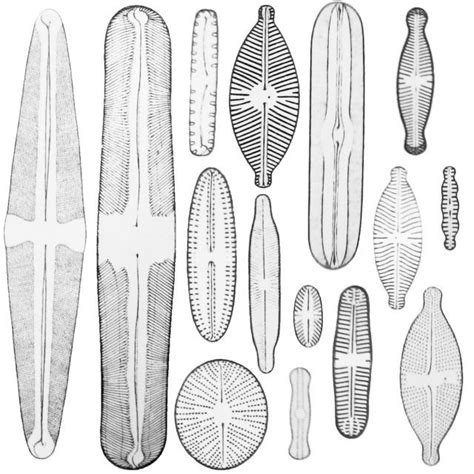 Morphology Diatoms Of North America Diatom Morphology North America