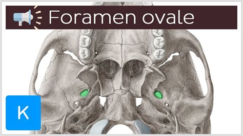 Foramen Ovale Anatomical Terms Pronunciation By Kenhub Youtube