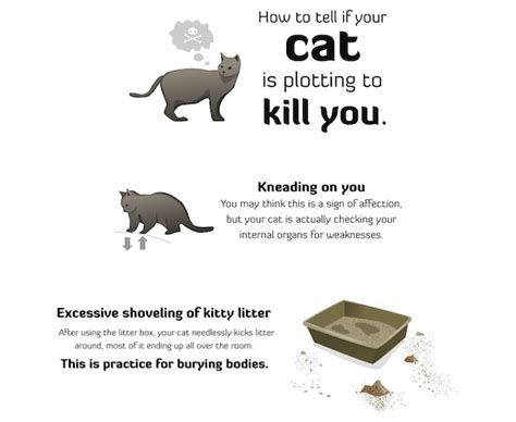 How To Tell If Your Cat Is Trying To Kill You William Lynn