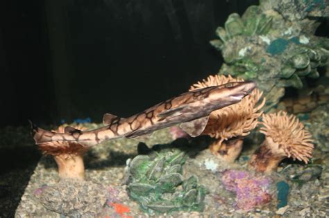 According to tekashi 69, the 'finding nemo' chain is worth a cool $750,000 and it was worth it because the shark figure is now the frontman for his hit new. Chain Catsharks to Buy