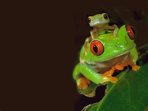 Frogs Backgrounds Wallpaper Cave