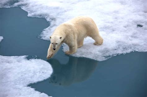 Polar Bears Found Surviving In Greenland Despite Lack Of Sea Ice Ecowatch