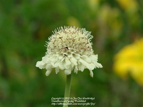 Photo Of The Bloom Of Yellow Scabiosa Scabiosa Ochroleuca Posted By