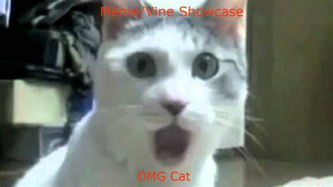 Omg Cat Memevine Showcase Youtube
