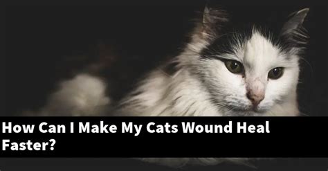 How Can I Make My Cats Wound Heal Faster Catstopics
