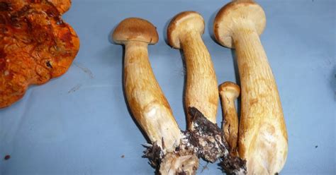 Gettin Down With The Brehms Oregon Magic Mushrooms