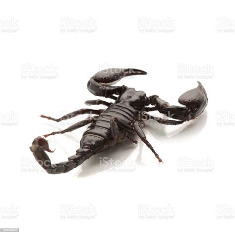 Black Scorpions Isolated On A White Background Stock Photo Download