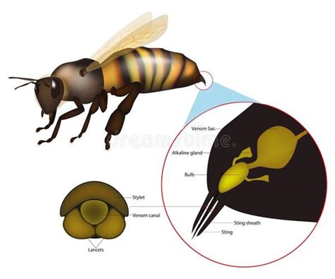 Bumble Bee Anatomy Diagram