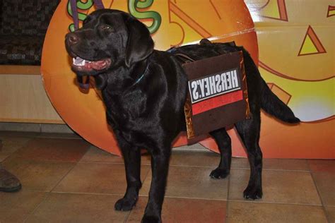Labrador Retriever Halloween Costumes Petsidi