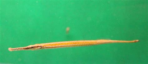 Microphis Brachyurus Freshwater Pipefish Zoochat