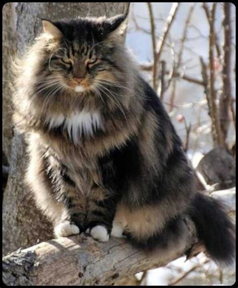 21 Best Norwegian Forest Cat Images On Pinterest Kitty Cats