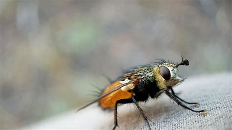 Fly With Orange Abdomen Bugguidenet