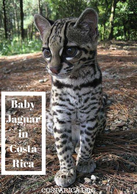 Costa Rica Has Wild Cats In All Sizes Come And See Them In Our