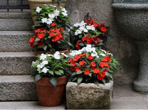 Plants For Part Shade Containers
