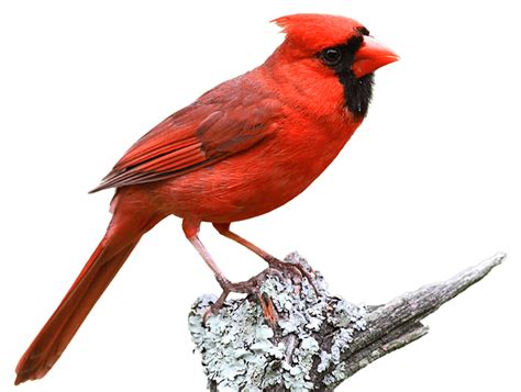 Wild About Cardinals