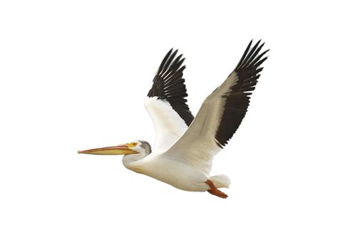 Pelican Png Transparent Image Download Size 2400x1653px