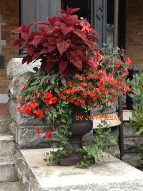 It will tolerate medium light but watch to make sure your plant does not become leggy. Coleus, Fuschia, Begonia, Calibrachoa, Ivy | Container ...