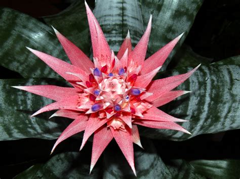 Shutterwi Nature Yes Nature Bromeliad Almost Pineapple See It