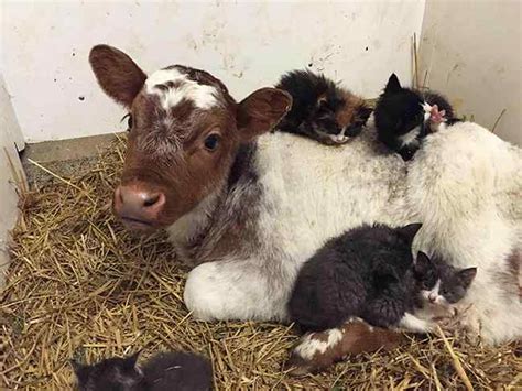 Check spelling or type a new query. Top 10 Cows and Cats BFF Pics You Won't Want To Miss