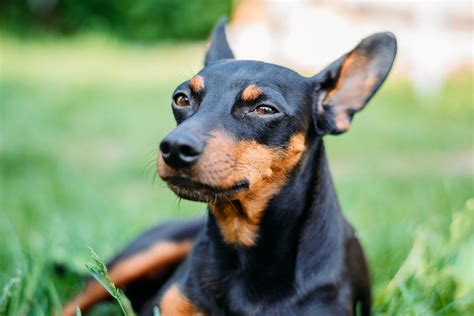 What Is It Like To Own A Miniature Pinscher Pros And Cons Wagave