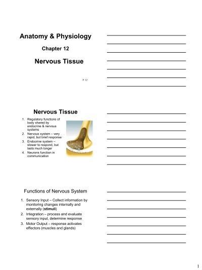 Chapter 12 Nervous Tissue Faculty Pages