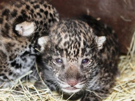 Two Newborn Jaguar Cubs Debut Inside Brevard Zoo Den