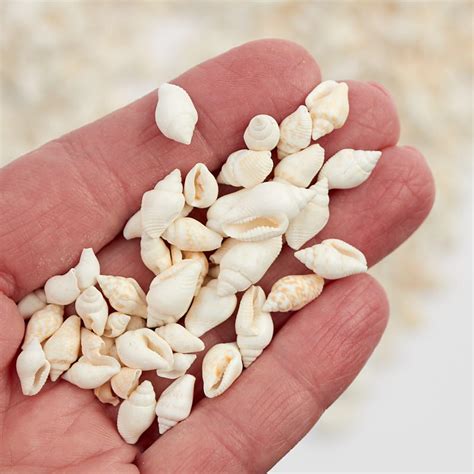 Tiny White Sea Shells Coastal Decor Home Decor Factory Direct Craft