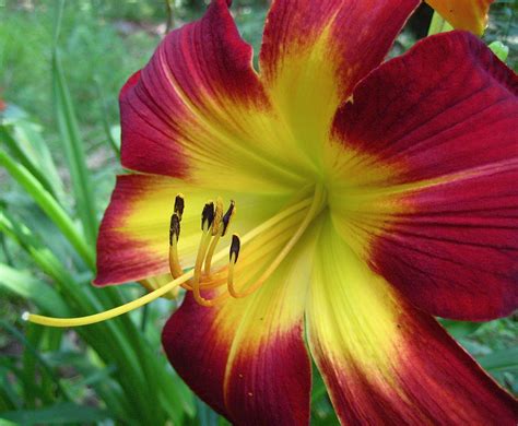 What Are Heirloom Flower Bulbs Hubpages