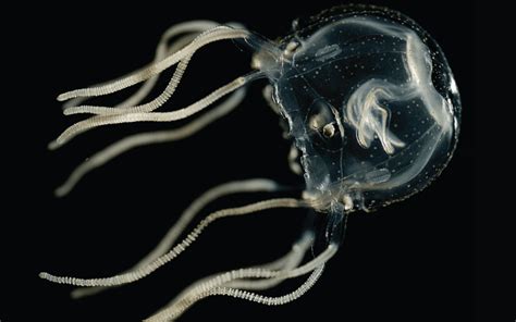 How To Train Your Jellyfish Brainless Box Jellies Learn From