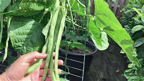 How To Grow Green Beans In Containers