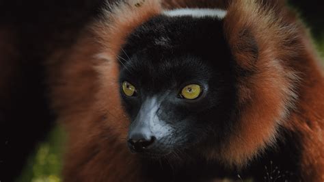 Incredible Portraits Of The Animals Of Madagascar