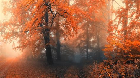 Autumn Rainy Forest Wallpapers Wallpaper Cave