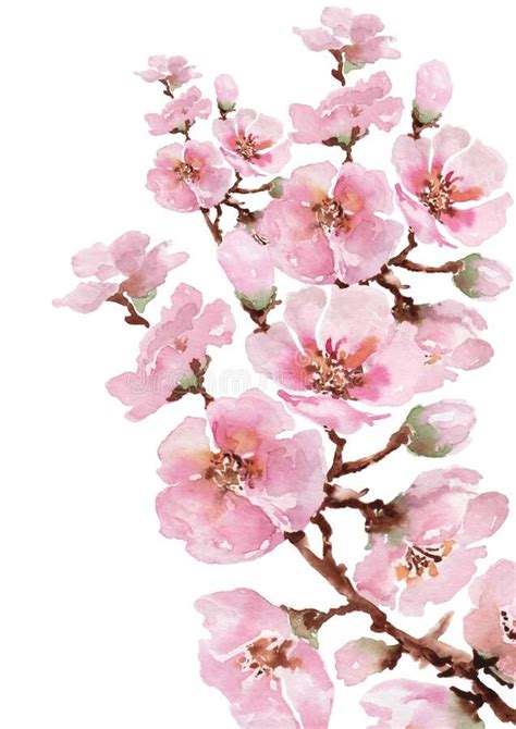 Blooming Twig Of Japanese Sakura Watercolor Stock Illustration